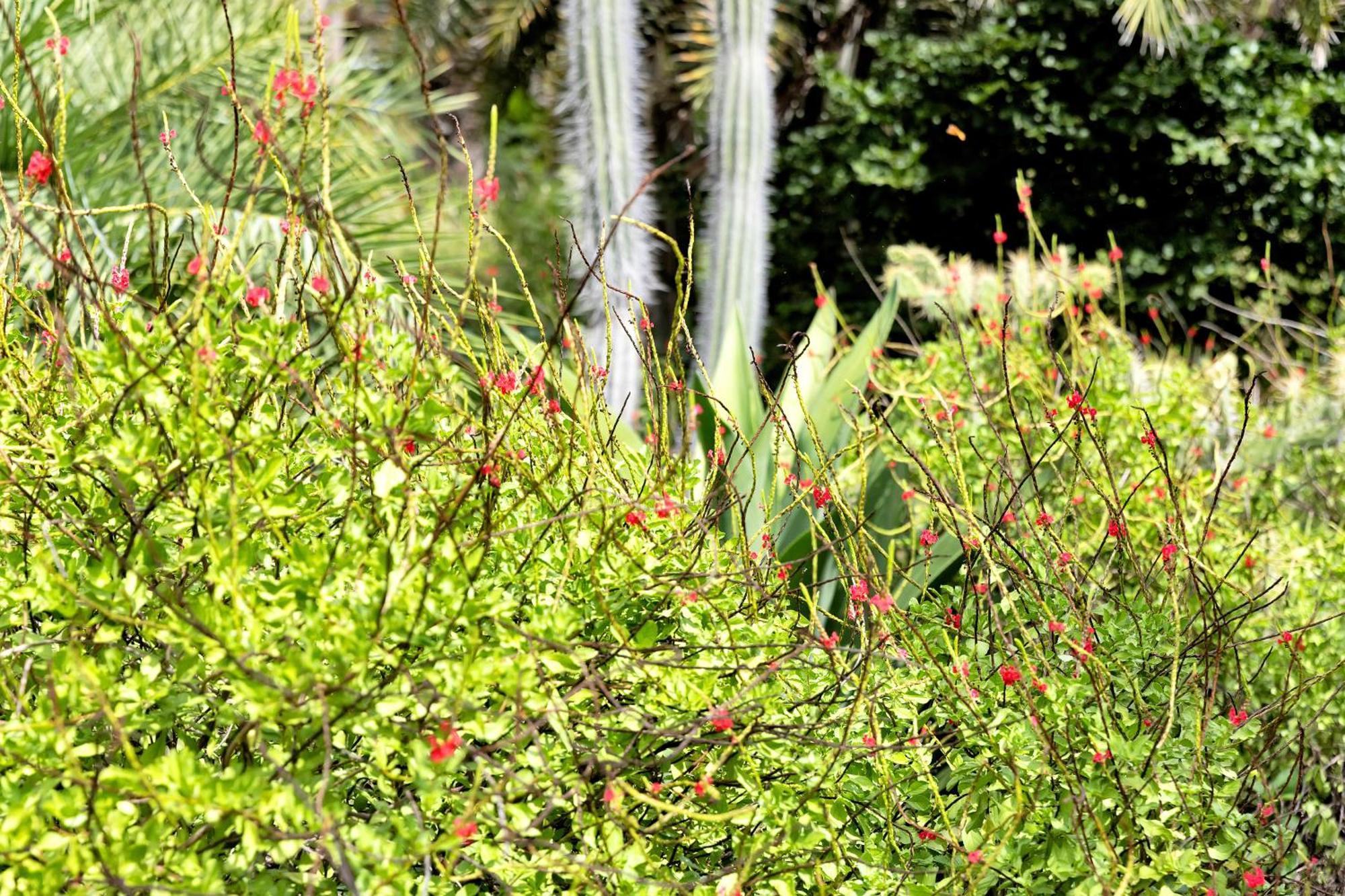 קרלנדיק Red Palm Village מראה חיצוני תמונה